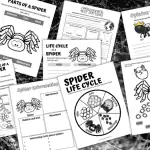 SPIDER LIFE CYCLE WORKSHEETS