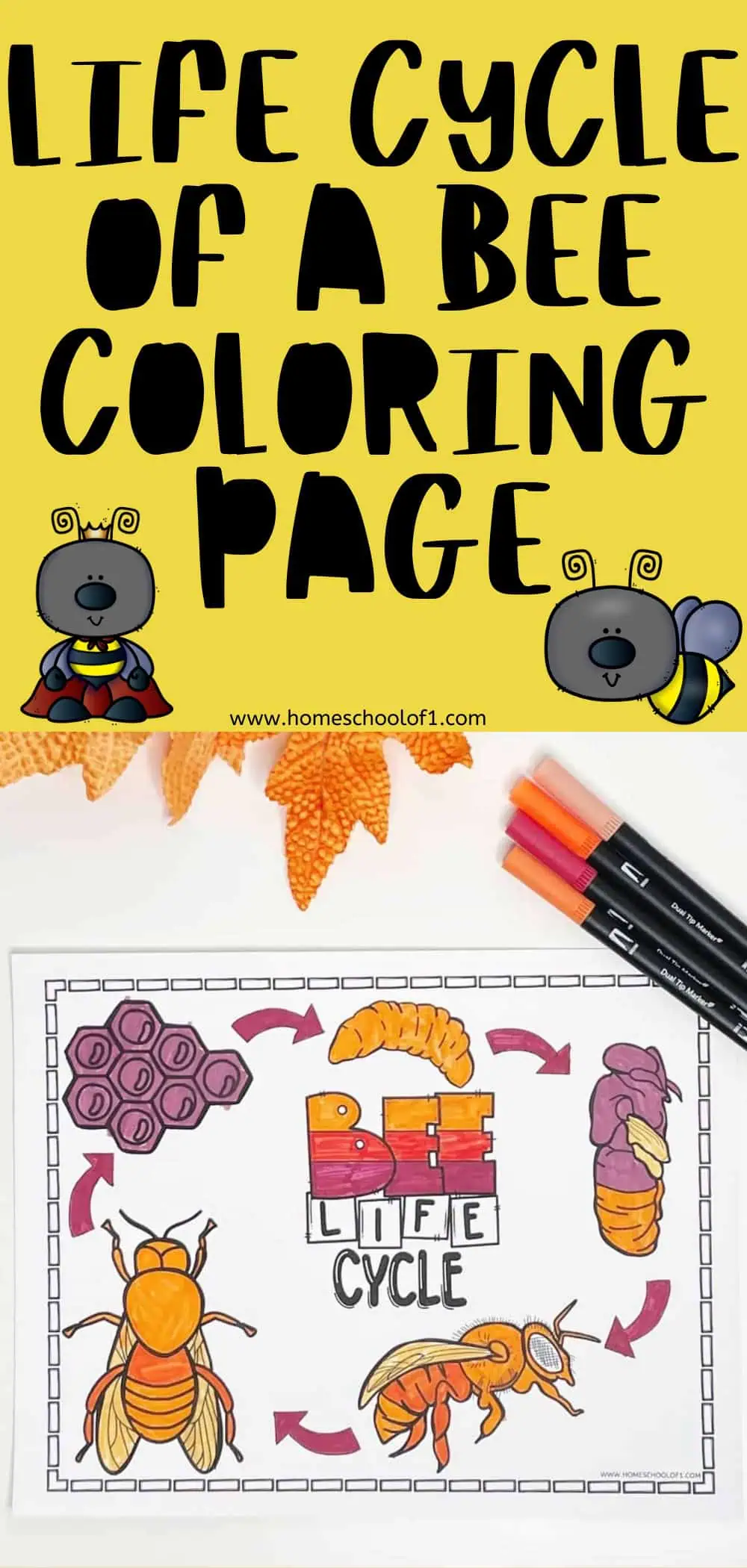 A yellow border with black writing life cycle of a bee coloring page with 2 colorful bees. Under is a free coloring page all colored in using yellow orange and brown colors.