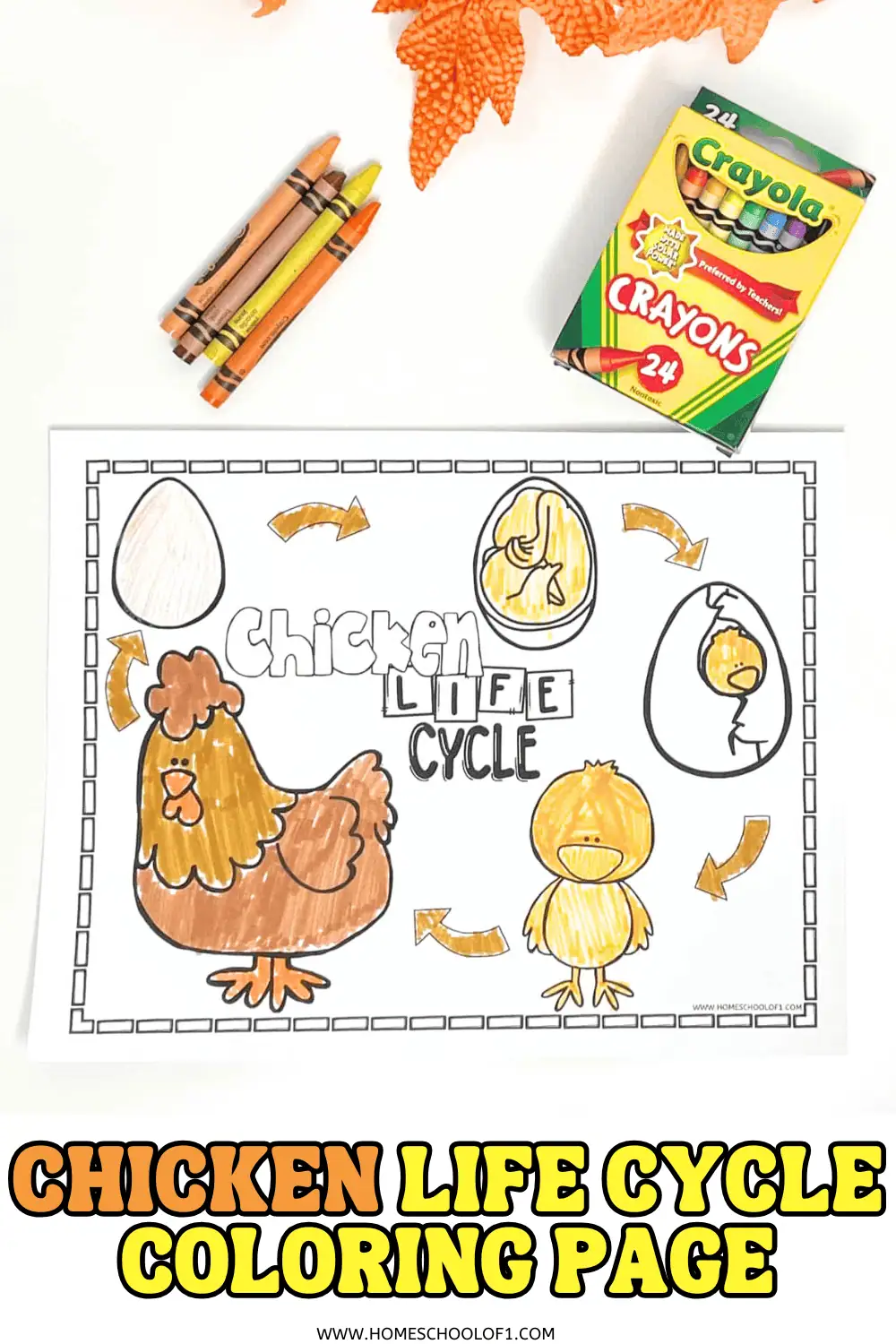 chicken life cycle coloring page