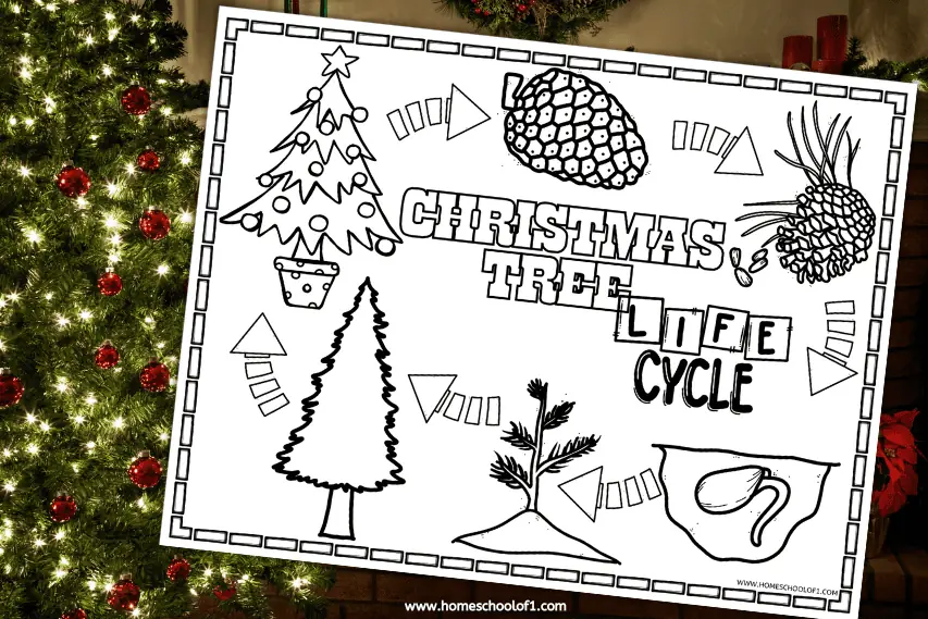 christmas tree life cycle coloring page