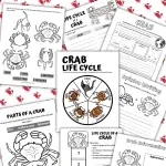 crab life cycle worksheets