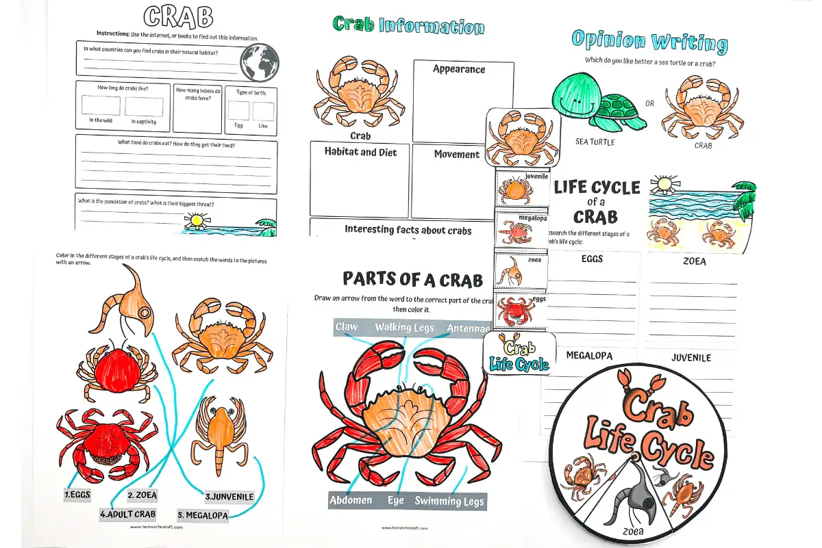 crab life cycle worksheets