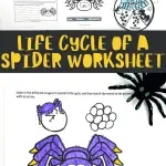 free life cycle of a spider worksheets