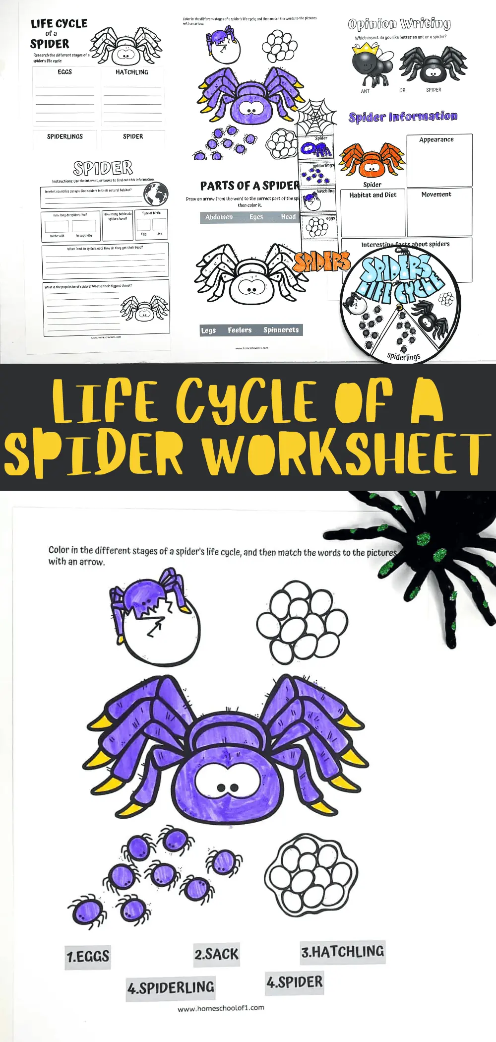 free life cycle of a spider worksheets