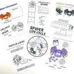 free spider life cycle worksheets