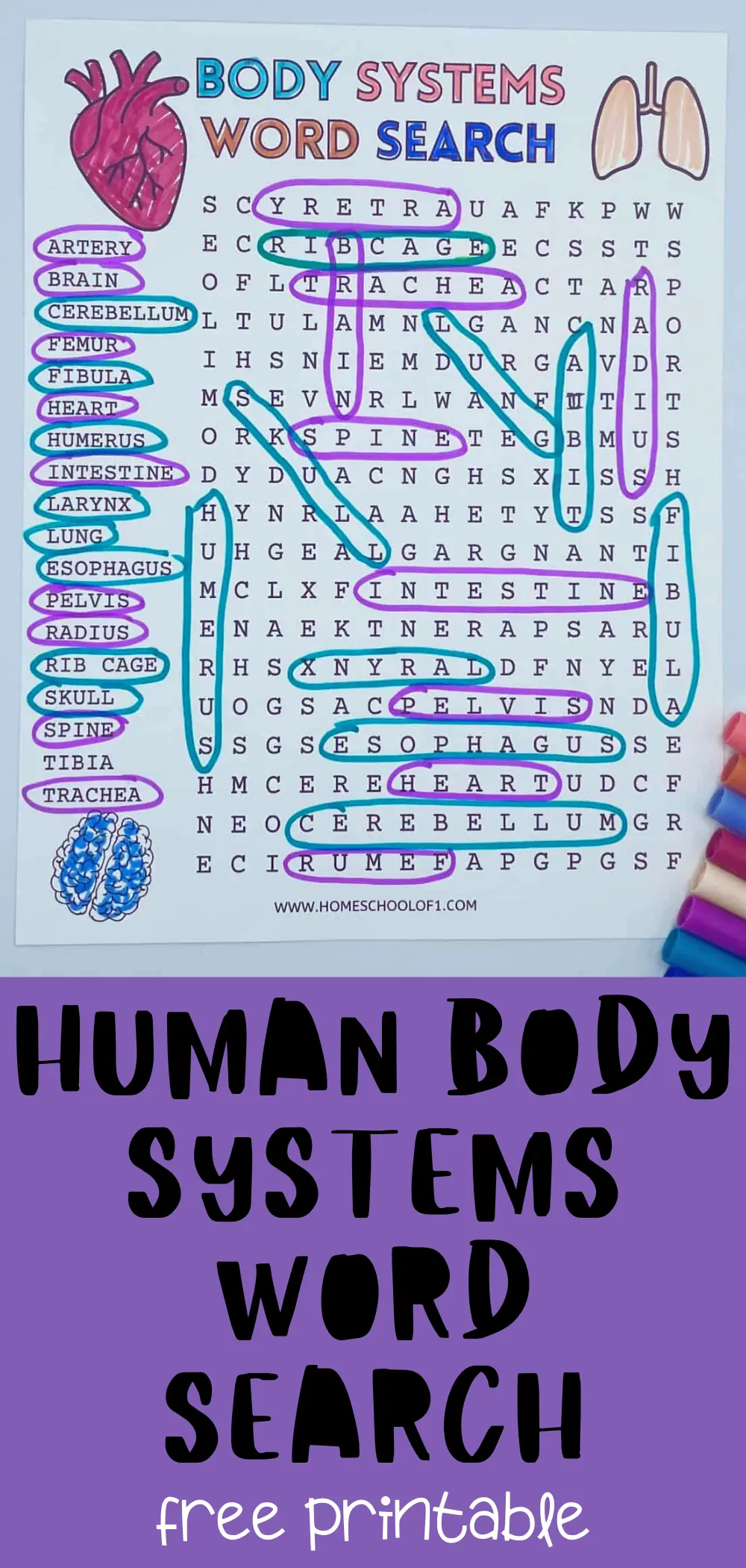 human body systems word search