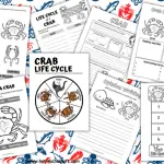 life cycle of a crab worksheets