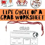 life cycle of a crab worksheets