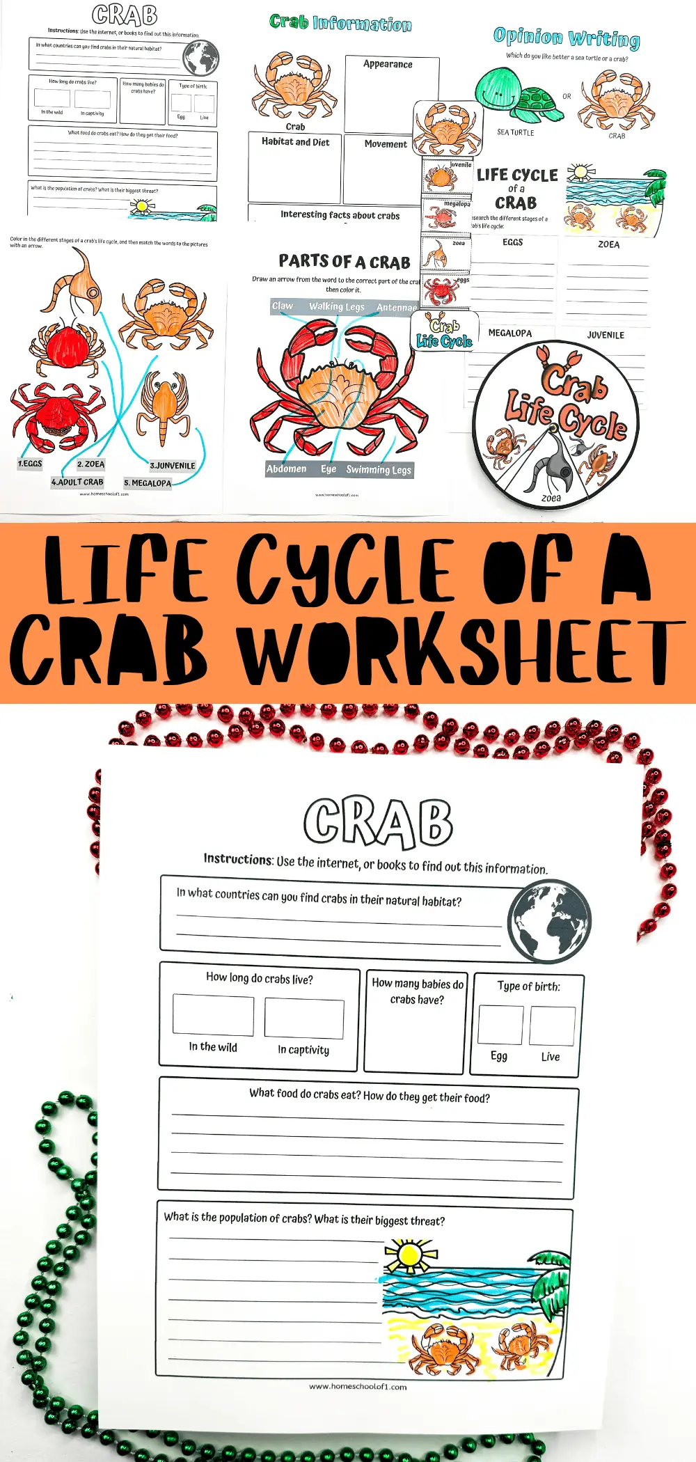 life cycle of a crab worksheets