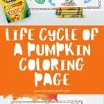 completed pumpkin life cycle coloring page at the top followed by the words " life cycle of a pumpkin coloring page" on an orange background. At the bottom there is a blank worksheet with some crayons