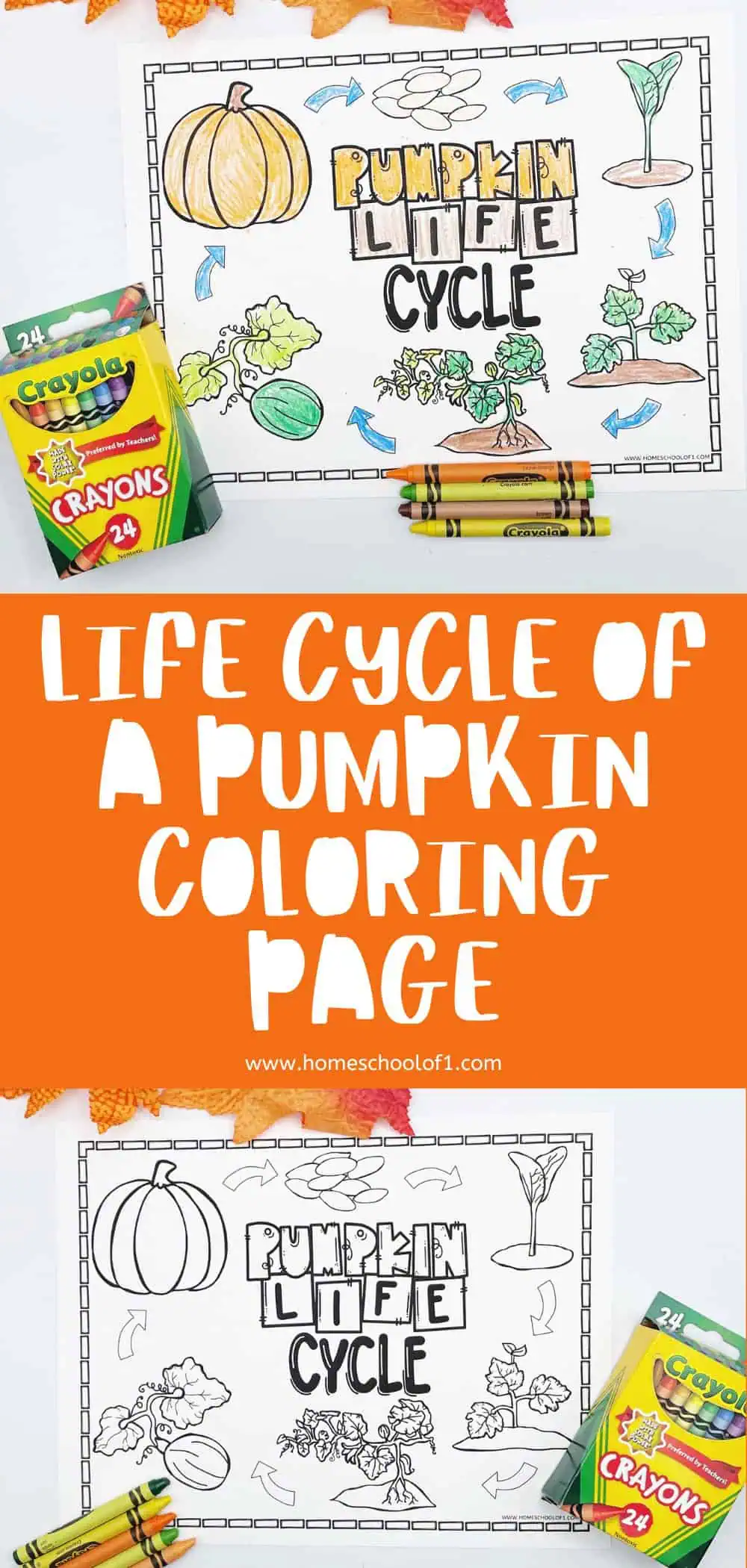 completed pumpkin life cycle coloring page at the top followed by the words " life cycle of a pumpkin coloring page" on an orange background. At the bottom there is a blank worksheet with some crayons