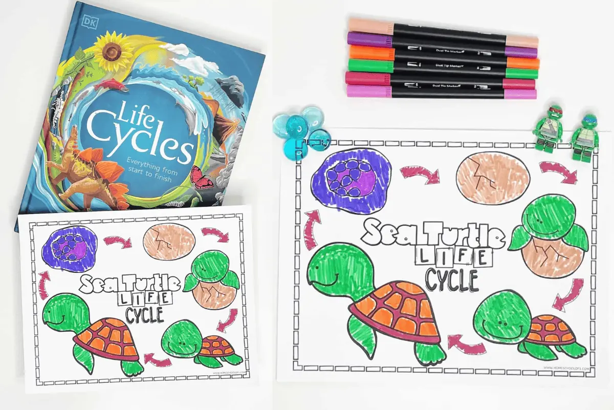 life cycle of a sea turtle coloring worksheet