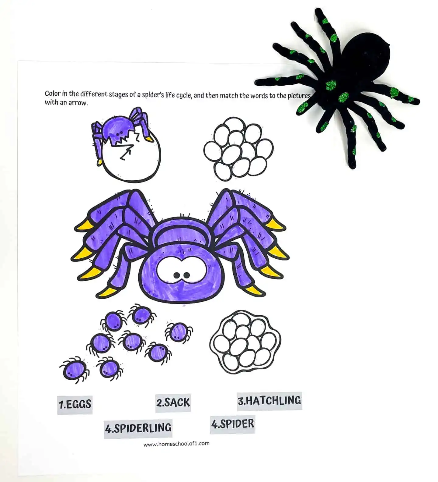 life cycle of a spider coloring page