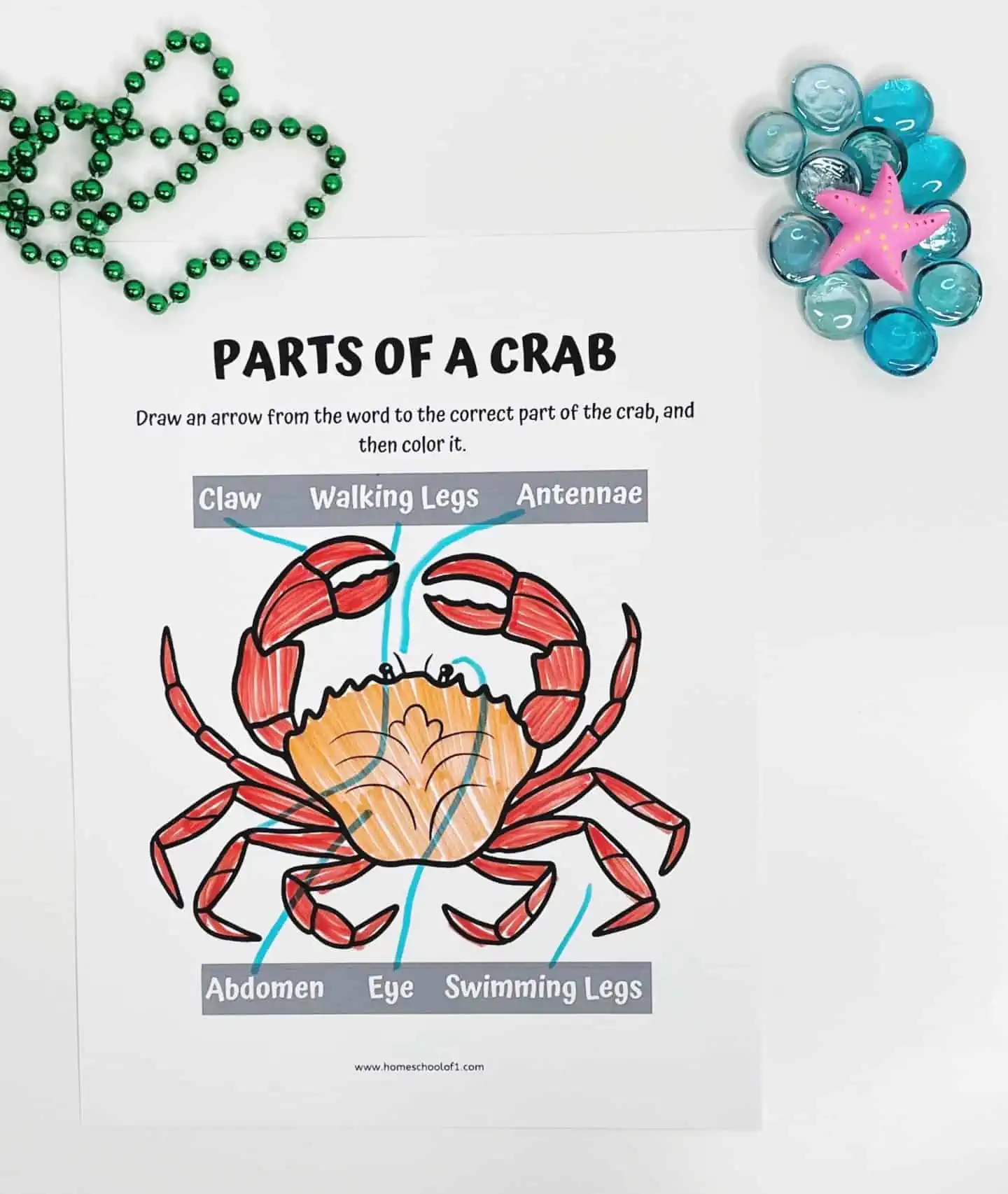 parts of a crab free worksheet