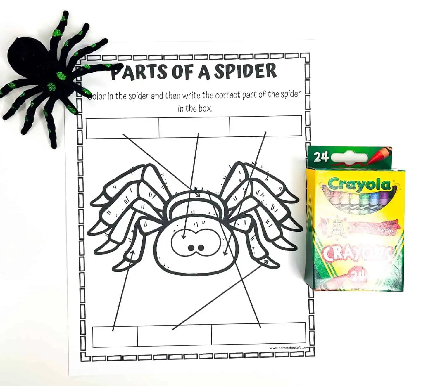 parts of a spider coloring worksheet