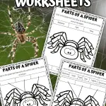 parts of a spider worksheet