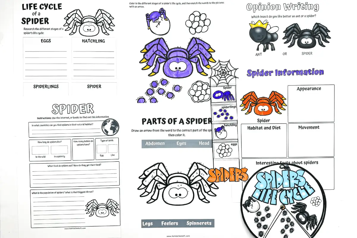 spider life cycle worksheets (2)