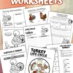 turkey life cycle worksheet