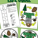 CHRISTMAS TREE LIFE CYCLE WORKSHEETS