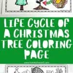 completed life cycle of a christmas tree coloring page in bright colors followed by "life cycle of a christmas tree coloring page" in white text on a green background. Underneath is the blank christmas tree coloring page worksheet.