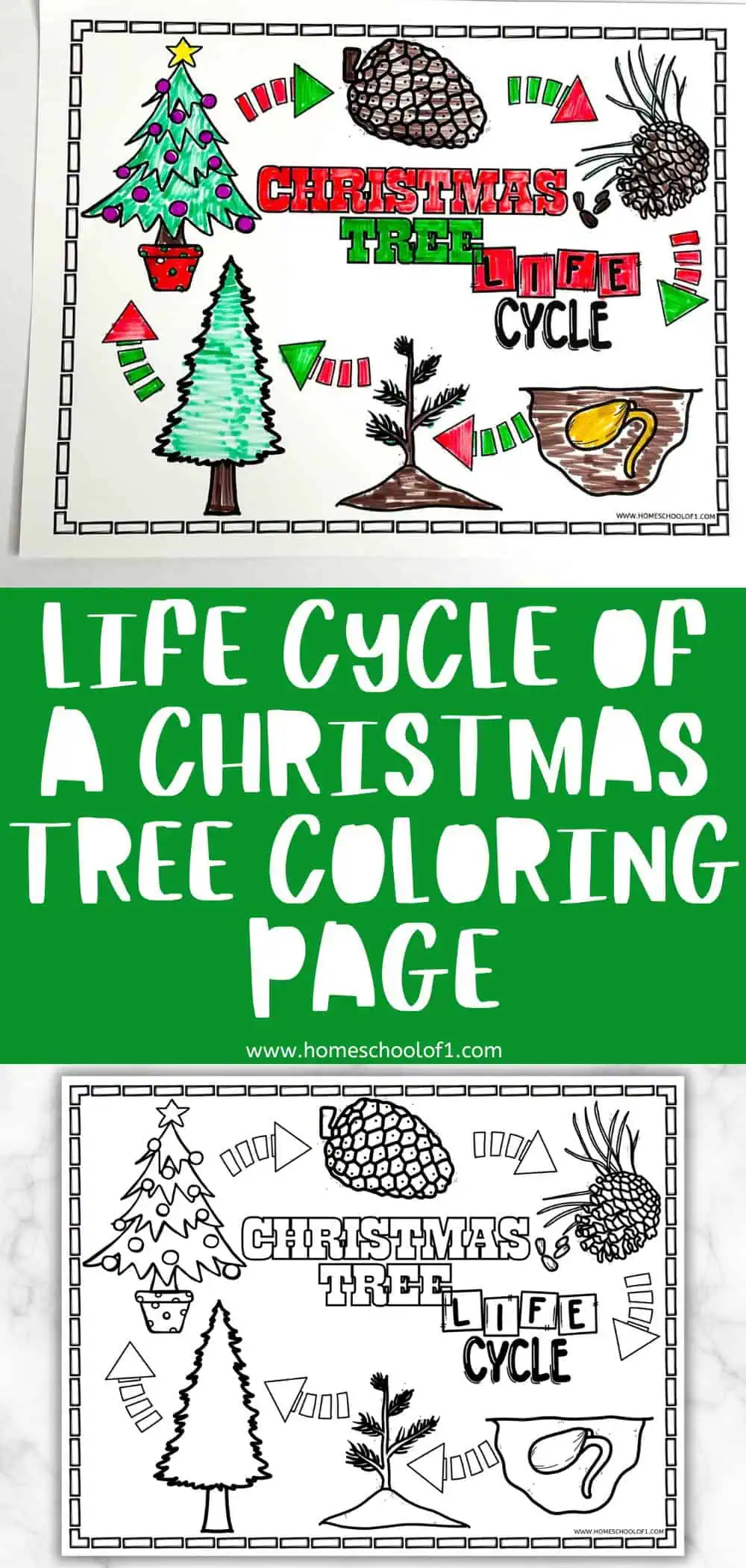 completed life cycle of a christmas tree coloring page in bright colors followed by "life cycle of a christmas tree coloring page" in white text on a green background. Underneath is the blank christmas tree coloring page worksheet.