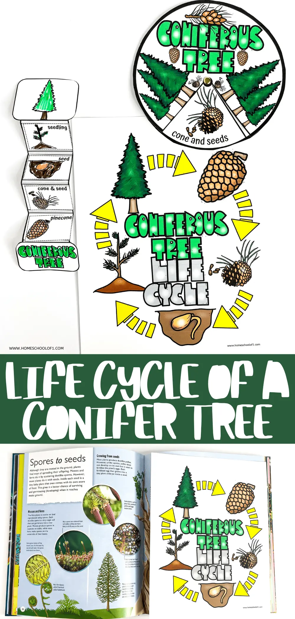 life cycle of a conifer tree worksheets