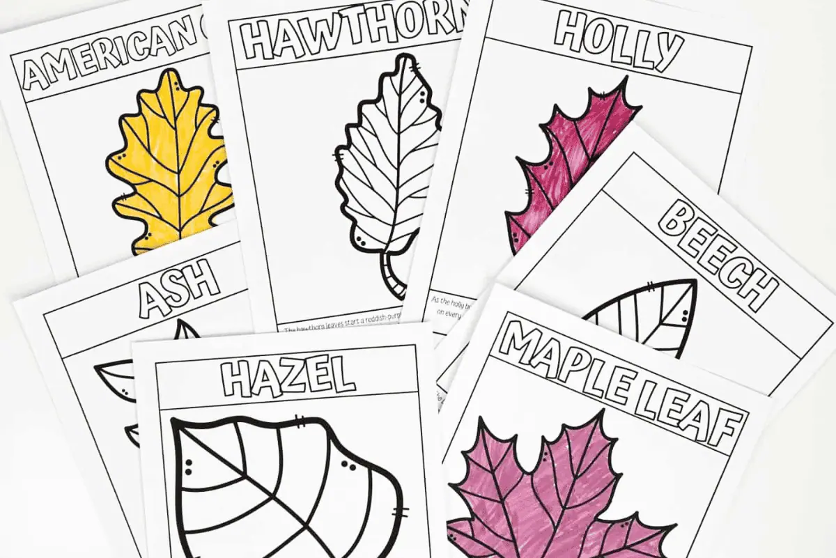 colored in leaf worksheets including hawthorn, maple, hazel and more