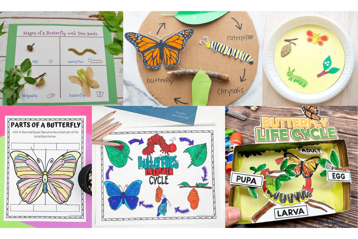 butterfly life cycle activities