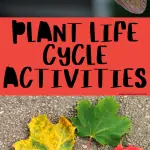 plant life cycle activities