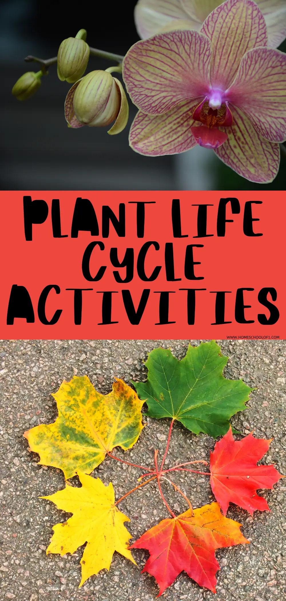 plant life cycle activities