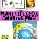 plant life cycle coloring page