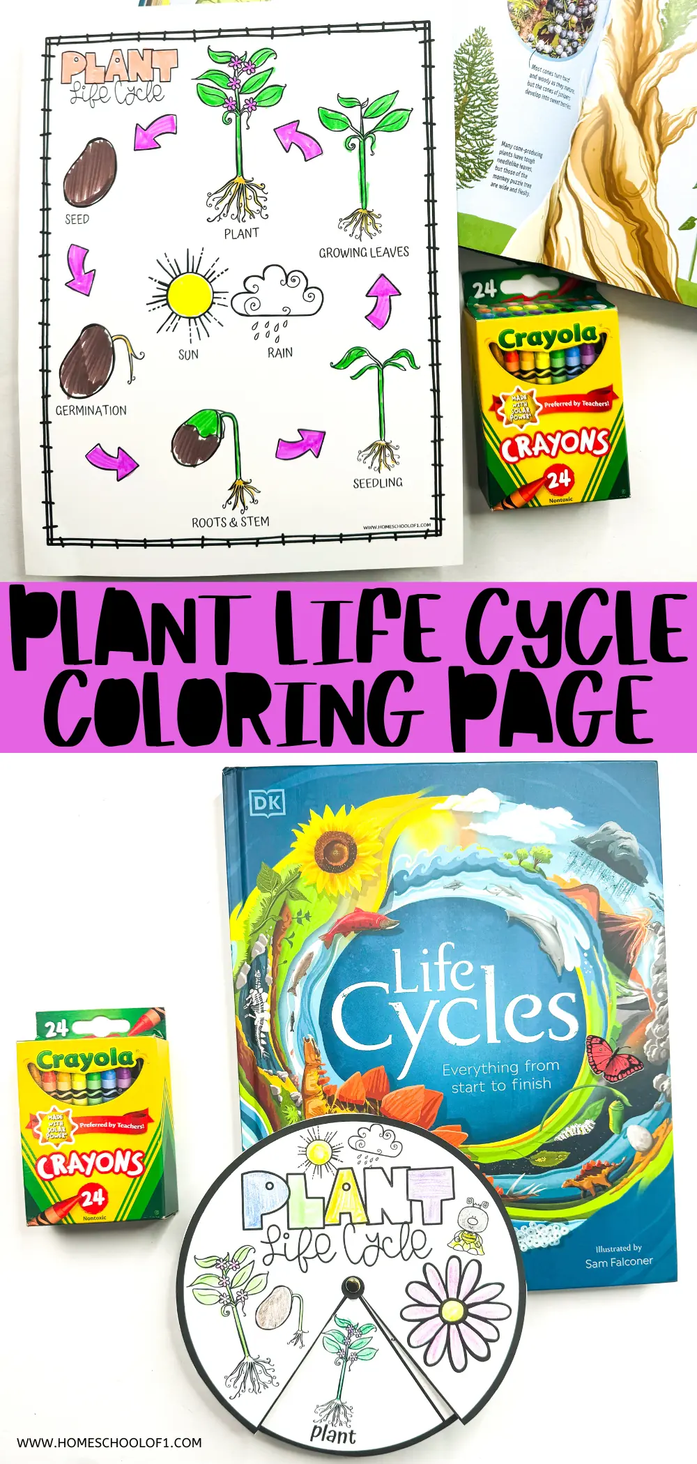 plant life cycle coloring page