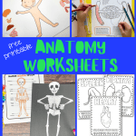 free printable anatomy worksheets, displaying an assortment of human body system learning materials, including diagrams to label, organ cut-outs for a body model, and a skeletal figure on a black background, suitable for young students