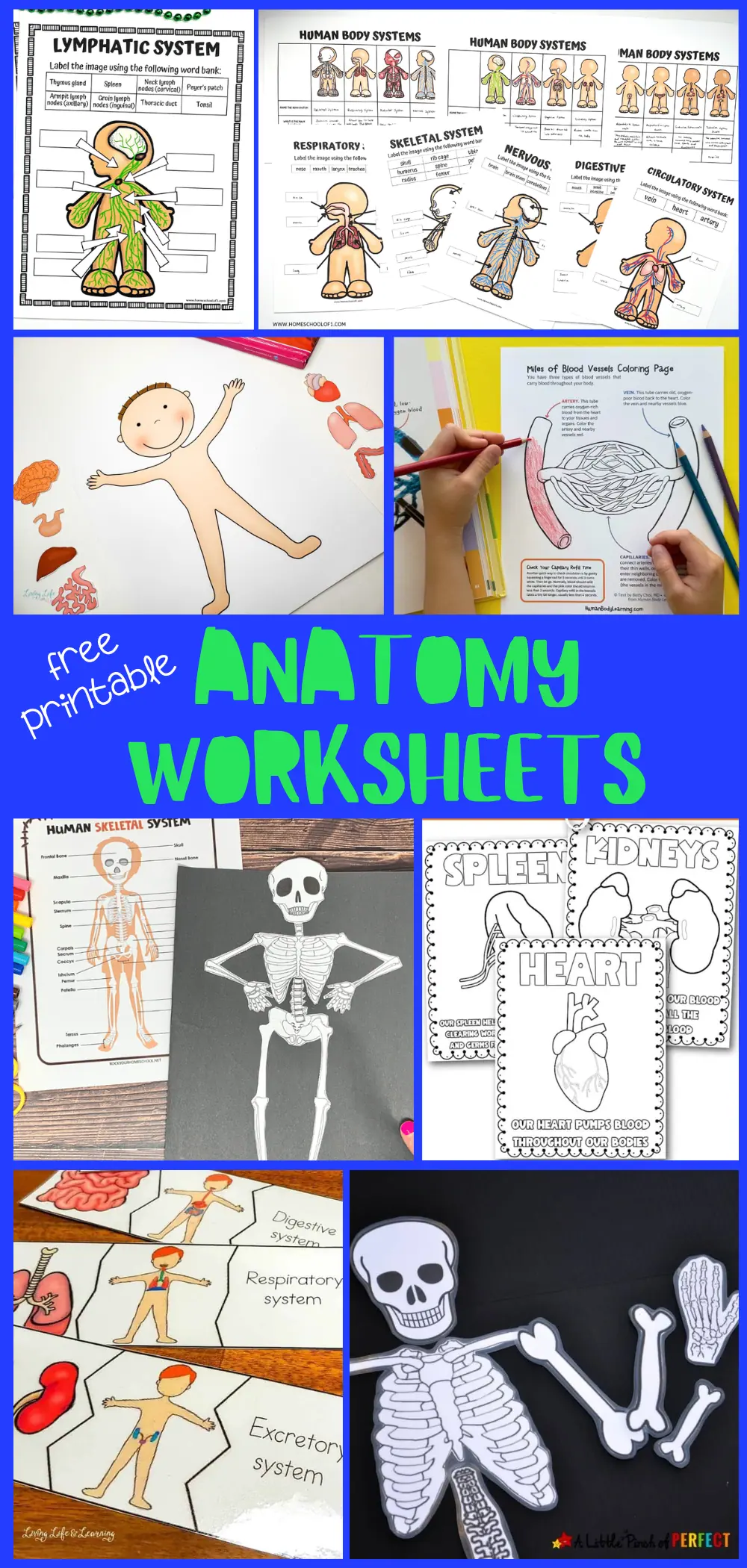 free printable anatomy worksheets, displaying an assortment of human body system learning materials, including diagrams to label, organ cut-outs for a body model, and a skeletal figure on a black background, suitable for young students