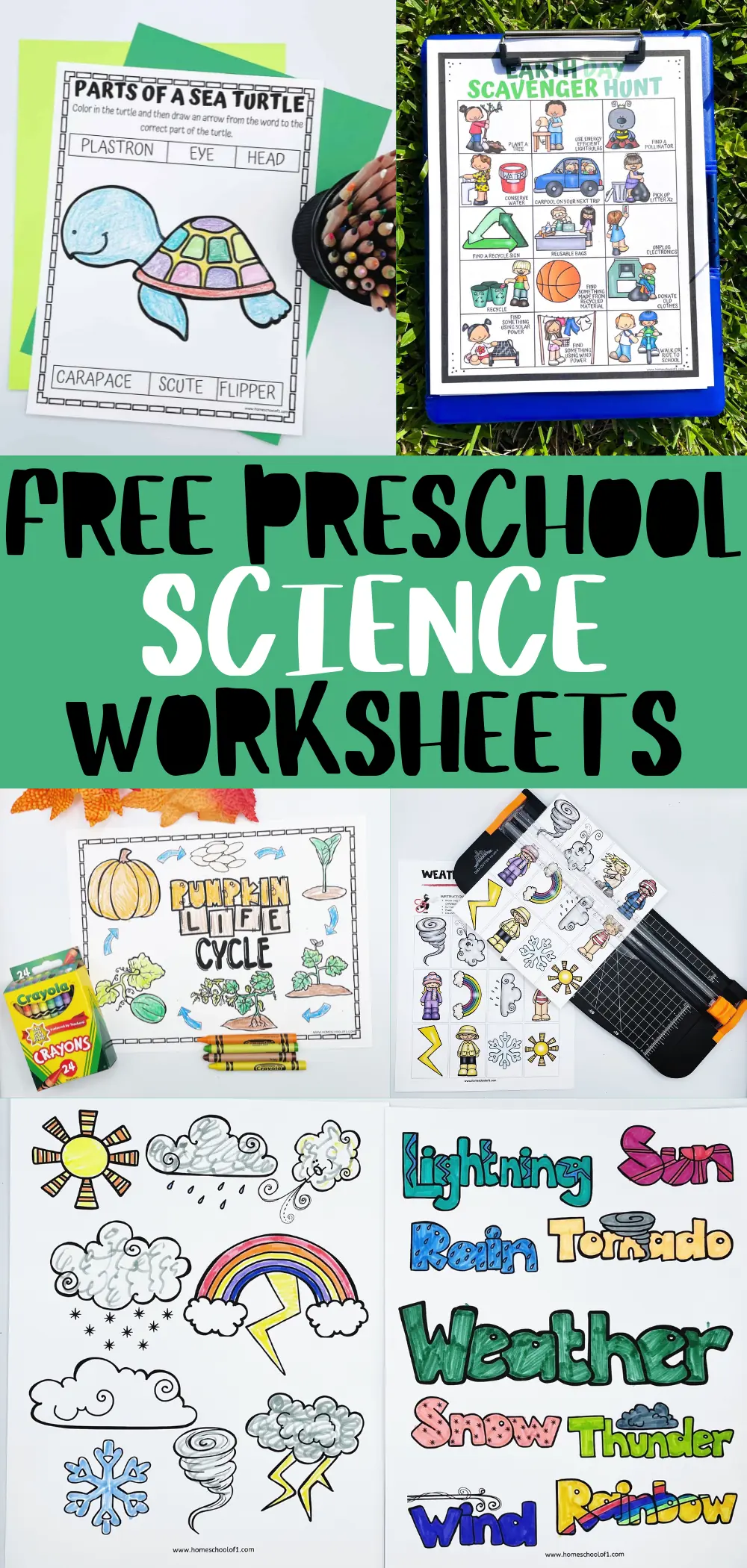 Assorted free preschool science worksheets displayed, with vibrant illustrations of weather terms and the life cycle, plus a worksheet on parts of a sea turtle, suitable for engaging young learners.