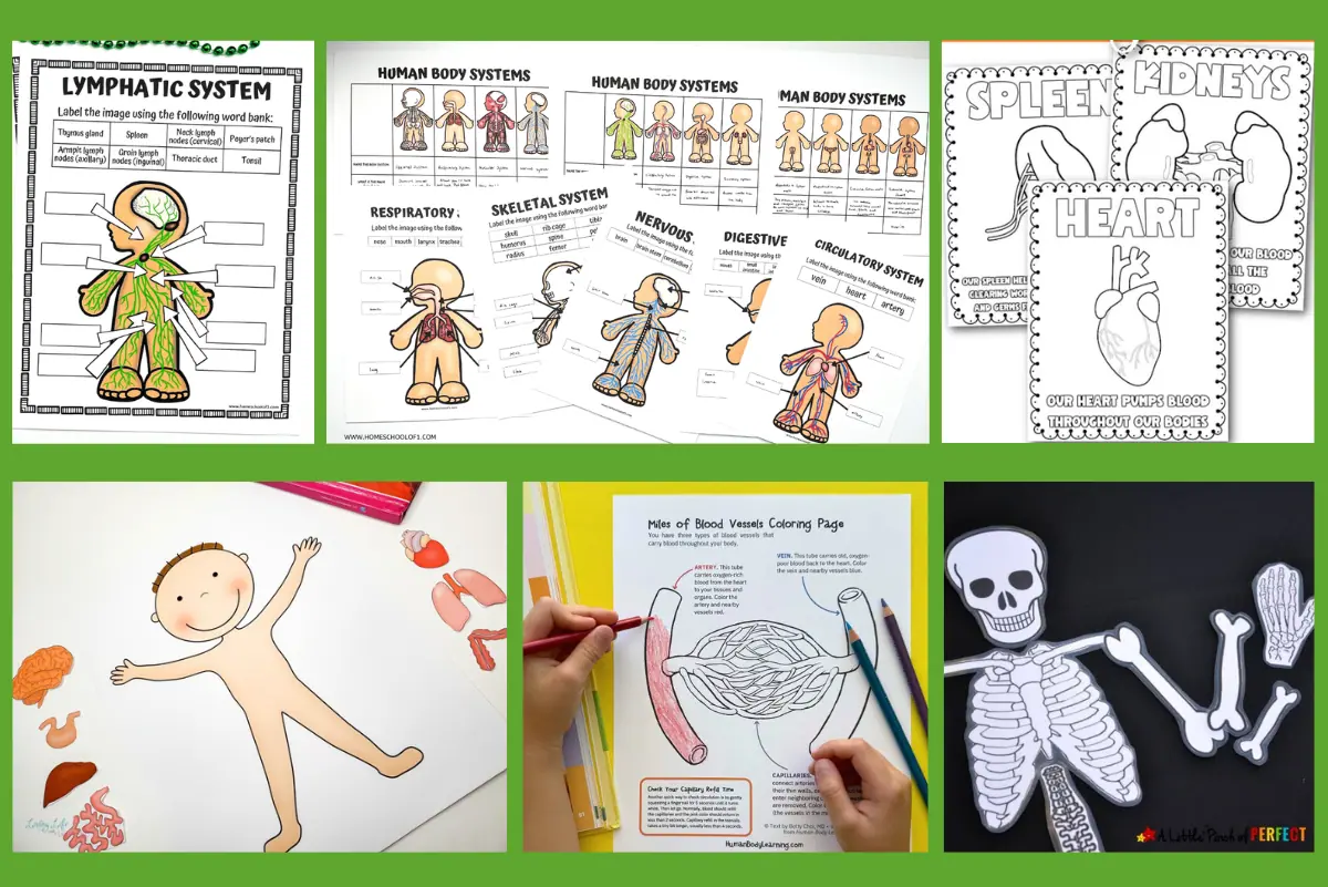 Educational worksheets and models for learning human anatomy, featuring the lymphatic system, various human body systems with labeled diagrams, a color-by-number blood vessels worksheet, and a skeletal system cut-out activity.