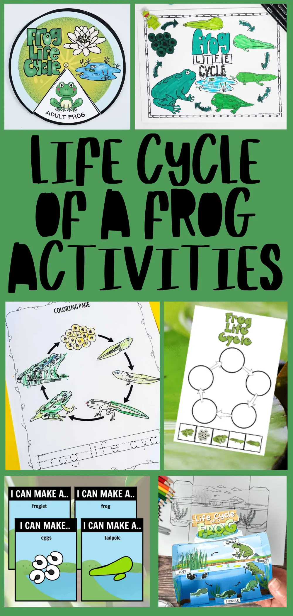 This is a promotional image for educational activities about the life cycle of a frog. It features the same elements as the first image, arranged with the text "LIFE CYCLE OF A FROG ACTIVITIES" prominently displayed in the center.