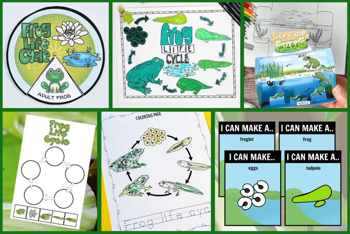 A collage showcasing various educational tools about the frog life cycle, including a circular diagram with stages labeled 'adult frog,' 'eggs,' 'tadpole,' 'froglet,' a coloring page with life cycle stages, worksheets, and a 3D cut-out model.