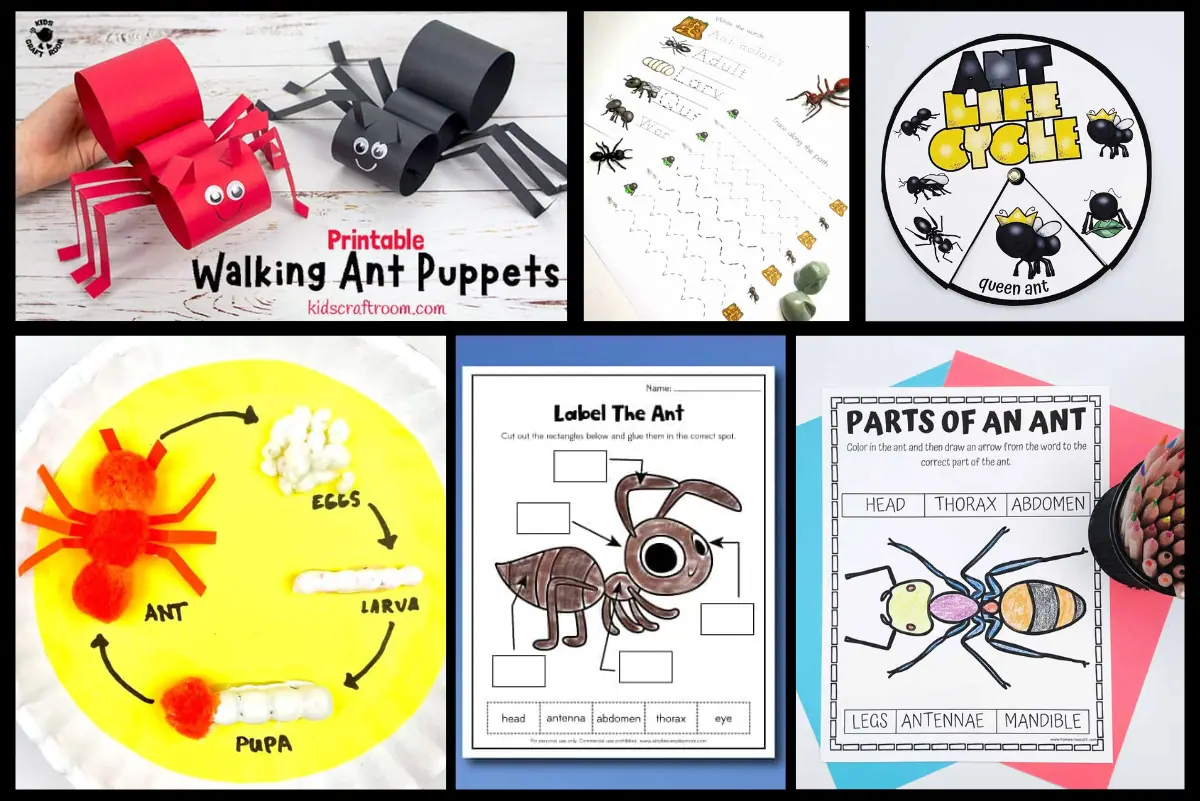 Collage of six ant-related educational crafts and worksheets for children, including a life cycle spinner, ant anatomy labeling sheets, and handmade walking ant puppets, all designed to facilitate learning about ants in a playful manner.