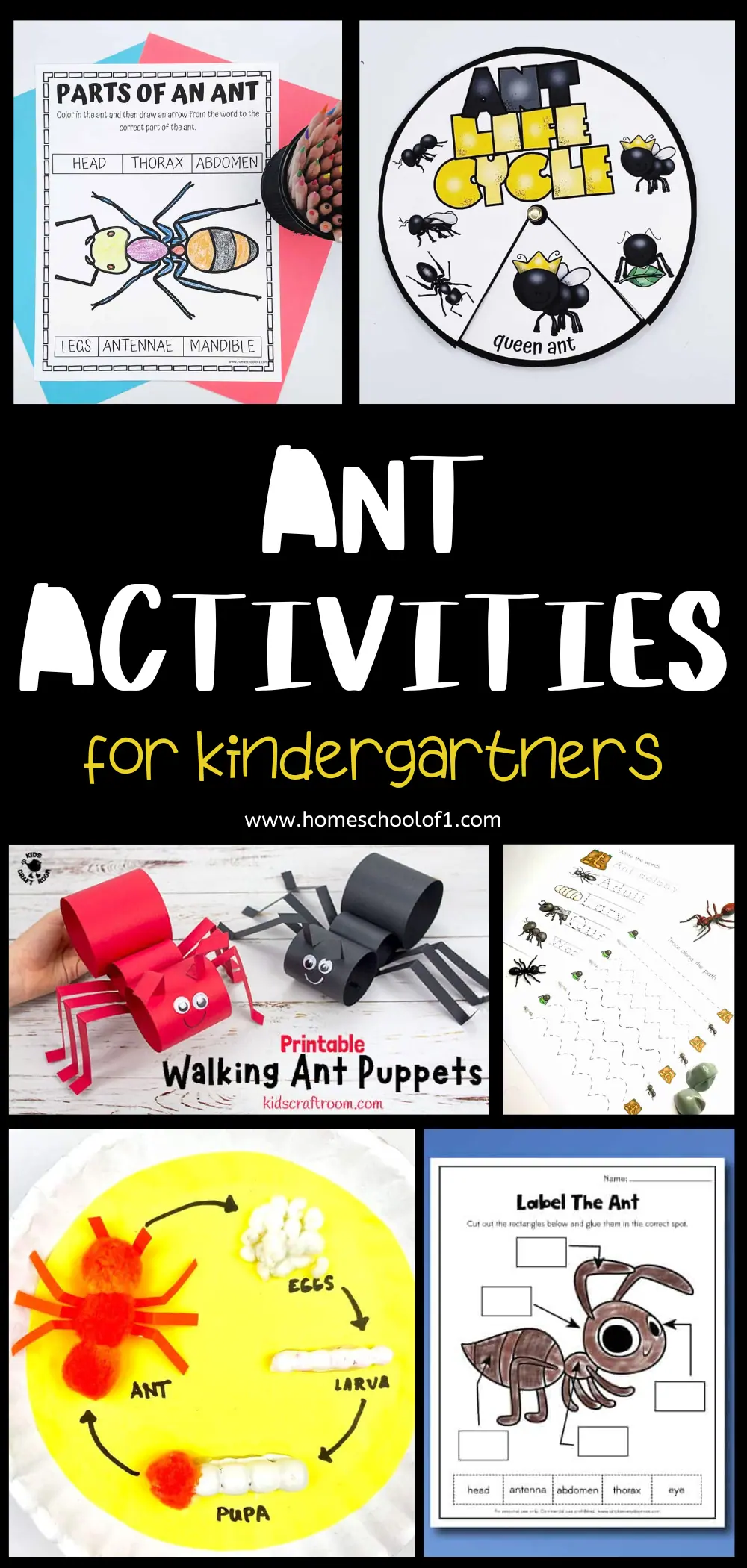 roundup image highlighting various ant activities suitable for kindergartners, featuring educational worksheets, a life cycle diagram, and craft instructions for creating walking ant puppets, designed to engage young learners with ant biology and crafts.