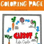 Colorful diagram illustrating the life cycle of a carrot from seed to mature vegetable, with labeled stages like 'Seed Sprouting' and 'Fully Grown Carrot', designed for coloring.