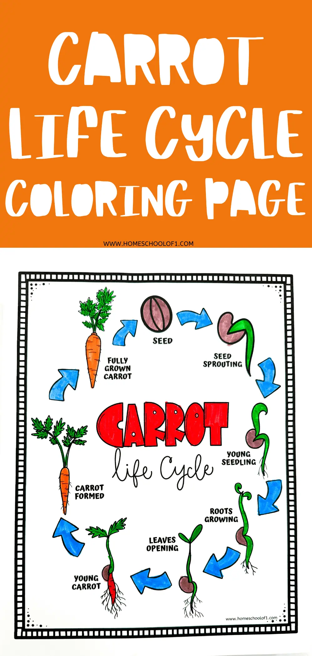 Colorful diagram illustrating the life cycle of a carrot from seed to mature vegetable, with labeled stages like 'Seed Sprouting' and 'Fully Grown Carrot', designed for coloring.