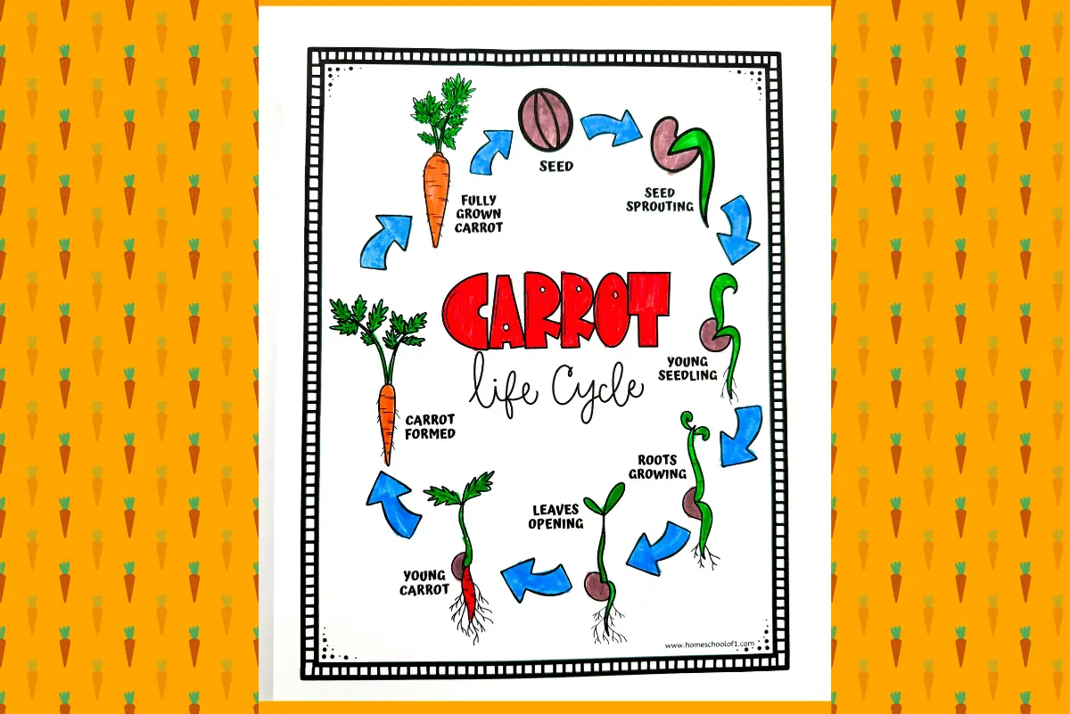 Educational coloring page displaying the life cycle of a carrot, with illustrations from seed to mature vegetable and labeled arrows showing growth stages, set against a background patterned with carrots.