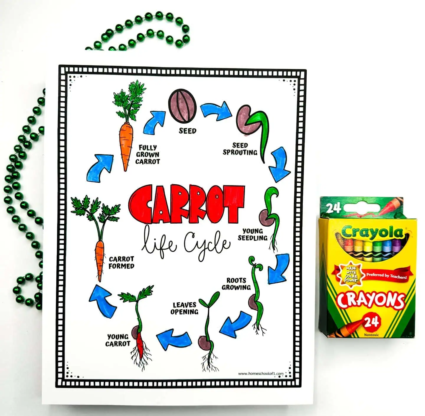 Detailed illustration of the life cycle of a carrot on a printable worksheet, showing stages from seed to mature carrot with colorful arrows indicating progression, placed on a white background next to green beads and a box of crayons.