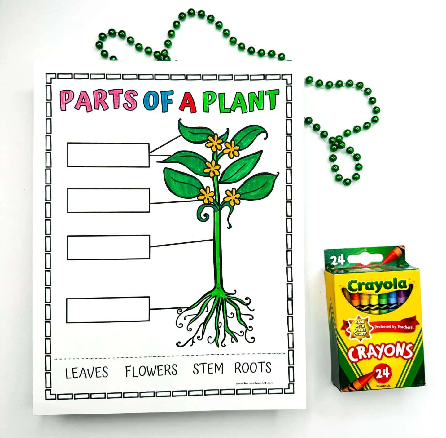 Bright and educational worksheet depicting a plant with various parts labeled such as 'Leaves', 'Flowers', 'Stem', and 'Roots', intended for student interaction. The worksheet is decorated with green beads and accompanied by a box of crayons.