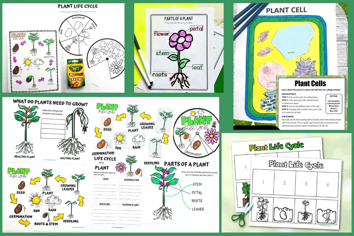 Educational printable worksheets featuring various plant biology topics for children. Includes coloring sheets for the plant life cycle and parts of a plant, a plant cell structure activity, worksheets for identifying what plants need to grow, and several stages of plant life. Ideal for use in classroom learning about botany and plant biology.