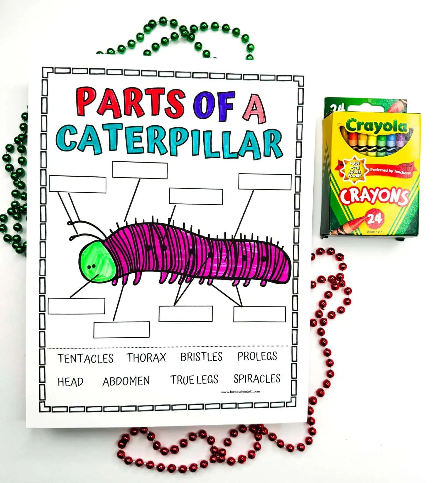 Educational worksheet for coloring and labeling the parts of a caterpillar, with blank labels next to each anatomical section such as 'Head', 'Thorax', and 'Abdomen'. Colorful beads and a box of crayons are arranged around the worksheet.