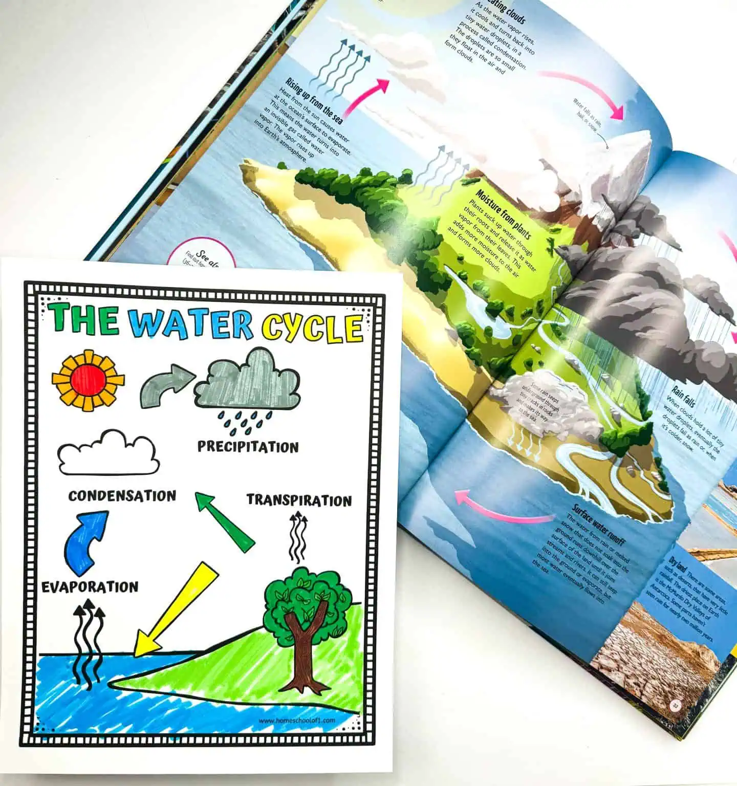 Water Cycle Coloring Page' laid over a book about water ecosystems, marrying coloring fun with educational content on natural water processes for students.