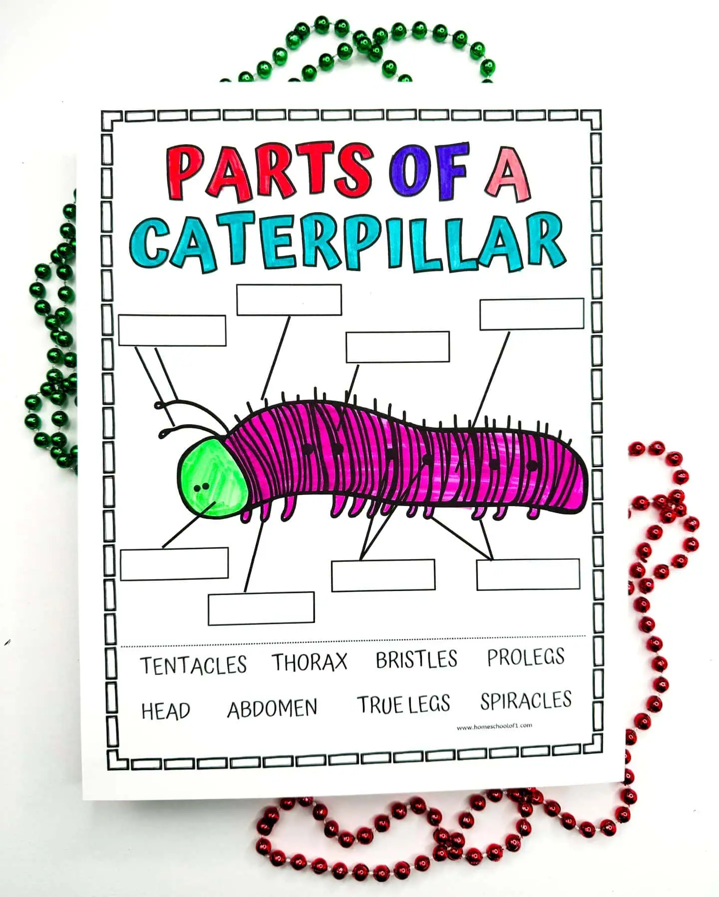 Educational printable for coloring and labeling the anatomy of a caterpillar, with blank labels next to each anatomical section such as 'Head', 'Thorax', and 'Abdomen'.