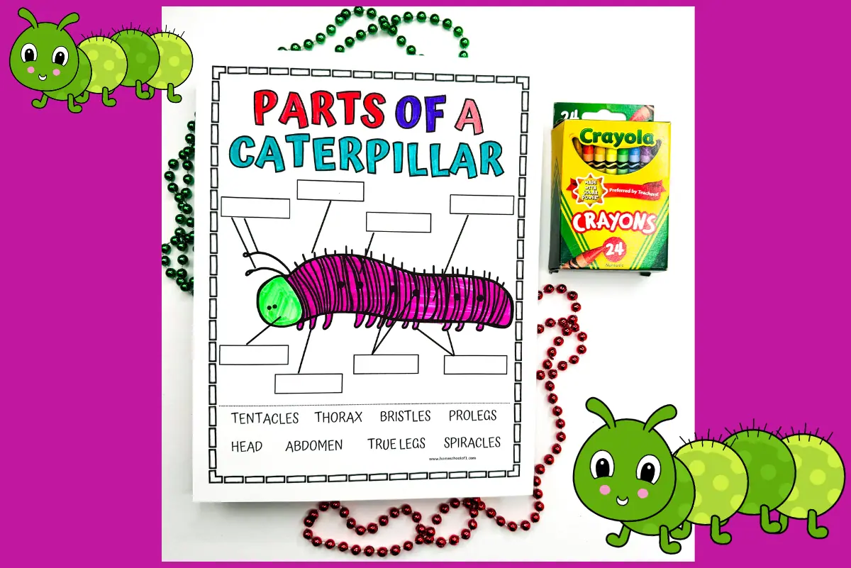 Worksheet illustrating a caterpillar with labeled parts such as 'Head', 'Thorax', and 'Abdomen', designed for educational labeling and coloring, decorated with colorful beads and a box of crayons.